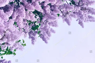 куст сирени цветы границы на фоне голубого неба боке куст сирени Фото И  картинка для бесплатной загрузки - Pngtree