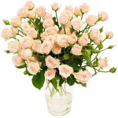 Розовые кустовые розы от 9 шт. за 4 890 руб. | Бесплатная доставка цветов  по Москве