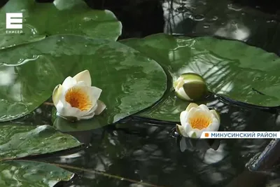 Water lilies in Russia. Нимфеи, кувшинки, водяные лилии. | Facebook