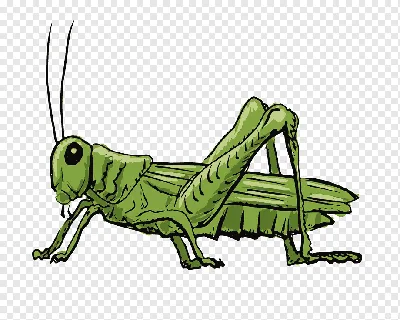 Зеленый кузнечик (насекомое) - описание, виды и чем питаются