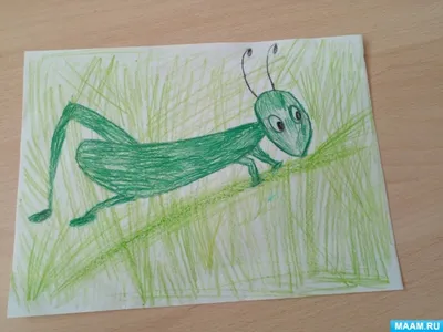 Кузнечик насекомых, Зеленый кузнечик, нарисованный, рука, насекомые png |  PNGWing