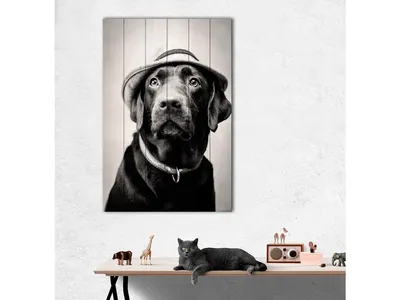 Wallpaper Labrador, dog, funny animals, cute animals, 4k, Animals #15267