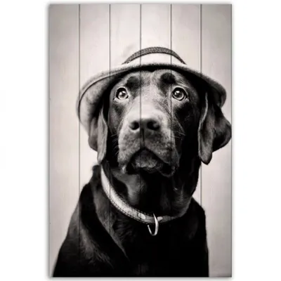 Собака Лабрадор На Поводке — стоковые фотографии и другие картинки Играть -  Играть, Поводок, Шаловливый - iStock