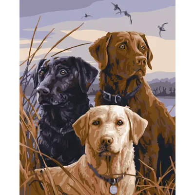 обои : Лабрадор, собака, Намордник, смотреть, Размытие 3449x4094 -  4kWallpaper - 1272207 - красивые картинки - WallHere