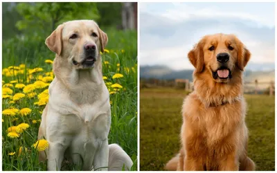 Лабрадор-ретривер: характеристика, характер, стандарт породы собак