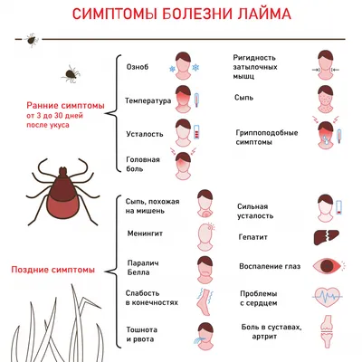 Натуральный сок лайма 200мл - 5 шт - купить с доставкой по выгодным ценам в  интернет-магазине OZON (607923676)