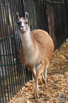 Лама (лат. Lama glama) , фотографии лам