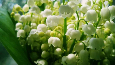 весна #ландыши #врек #песнидетства#цветы#нежность | TikTok