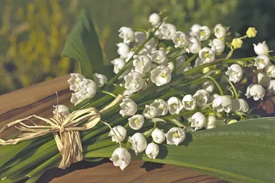 Ландыши Dakota flora | Купить ландыши в Москве | Интернет-магазин цветов  dakotaflora.com