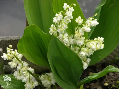 Купить Цветы Ландыши в кашпо из гипса, растение для украшения интерьера  дома по выгодной цене в интернет-магазине OZON.ru (898506403)
