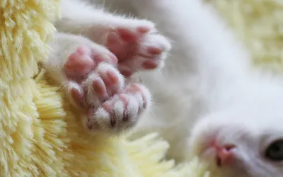 Фотографии Котята Кошки кошачьи лапки, пяточки животное