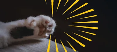 Котик принес вас счастья, лапки» — создано в Шедевруме