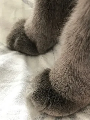 Зажигай! Перчатки лапки кошки теплые осенние без пальцев