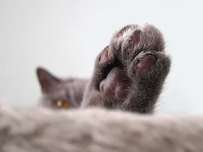 Ноги (прекрасные лапки) кота | Пикабу