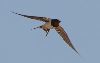 Птица береговая ласточка - 66 фото