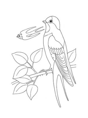 Летающие ласточки Летящая птица животное Черная ласточка иллюстратор PNG ,  Летающие ласточки, Черная ласточка иллюстратор, Летящая птица PNG картинки  и пнг PSD рисунок для бесплатной загрузки