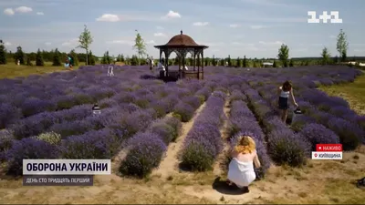 Лавандовые поля во Франции: где находятся, когда цветут и в какое время  ехать — Яндекс Путешествия