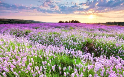 Лавандовые поля в Крыму 2024: где находятся, когда цветут, фото, экскурсии