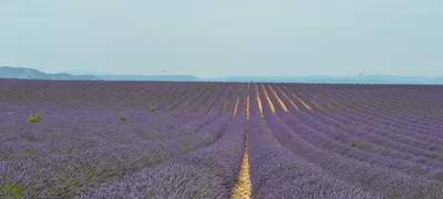 Лавандовые поля в Крыму: фиолетовые волны до горизонта | Кот Мостик | Дзен