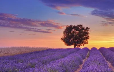 Фотообои Панорама Париж Лавандовое поле Лаванда Обои Фиолетовый Поле Цветы  Пейзаж (ID#560106135), цена: 298 ₴, купить на Prom.ua