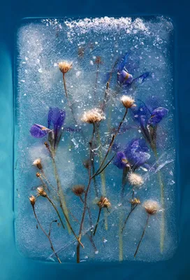 50 оттенков льда или зимние водоёмы как произведение искусства | Strike |  Дзен