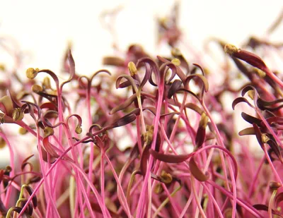 Семена Лебеда садовая \"Фиолетовая\", цветы купить по цене 45.4 ₽ в  интернет-магазине KazanExpress