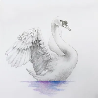 Лебедь рисунок карандашом цветной - 40 фото