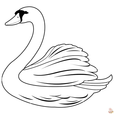 карандашная иллюстрация лебедя на воде Стоковое Изображение - изображение  насчитывающей ангстрома, круг: 217264545