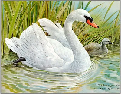 Лебедь шипун рисунок - 49 фото