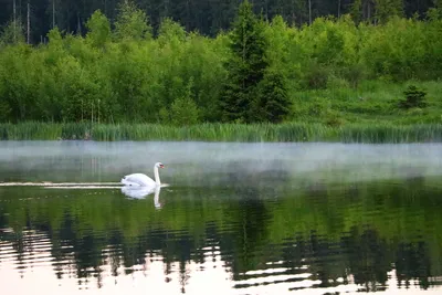 Красивые лебеди на пруду» — создано в Шедевруме