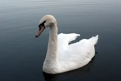 А белый лебедь на пруду... | Пикабу