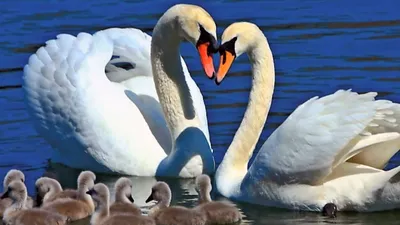 Алмазная живопись Лебеди на пруду