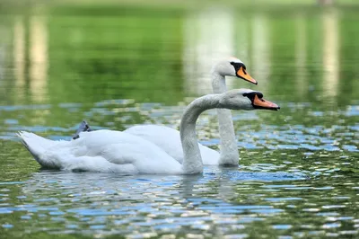 А белый лебедь на пруду..... :: Любовь К. – Социальная сеть ФотоКто