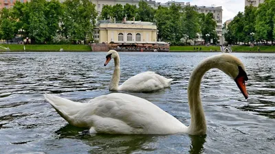На Ушаковском пруду в Курском районе остановились 40 лебедей » 46ТВ Курское  Интернет Телевидение