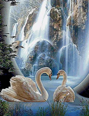 На пруду в Шиловском районе живет пара лебедей - ИЗДАТЕЛЬСТВО «ПРЕССА»