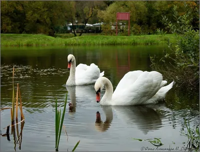 Лебеди на пруду – заказать на Ярмарке Мастеров – 8L9LHBY | Картины, Москва