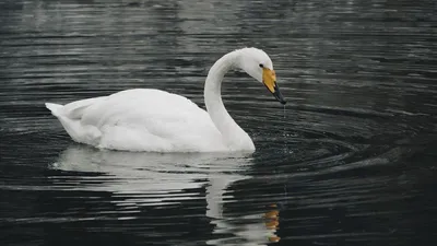 Белые лебеди на пруду делают любовь Стоковое Изображение - изображение  насчитывающей биографической, головка: 178429691