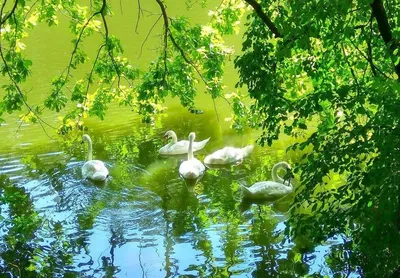 Красивые лебеди на пруду (59 фото) - 59 фото