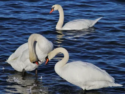 Лебеди на озере стоковое фото. изображение насчитывающей лебедь - 120813758