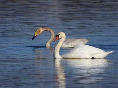 Семья птицы: лебеди и молодой лебедь, на озере Стоковое Изображение -  изображение насчитывающей отпрыски, вниз: 47269899
