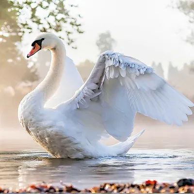 Лебеди на озере | Купить подарок, сувенир из янтаря - Животные из янтаря на  сайте Yantar.ua