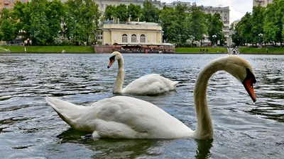 Лебеди в Краснодарском крае — Фото, описание