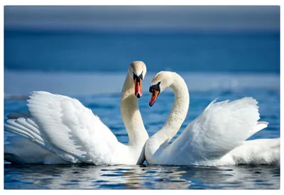 Лебеди: Влюбленные птицы животного мира | Королевство знаний | Дзен
