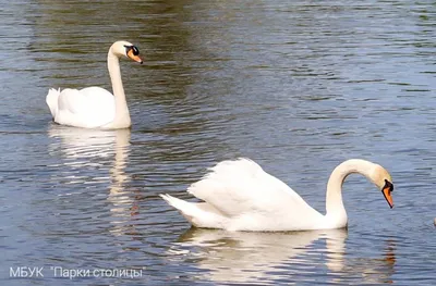 Алмазная живопись Лебеди на пруду