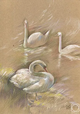 Лебеди на озере., автор Кушхова Аделина Заурбековна