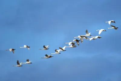Лебеди на море стоковое изображение. изображение насчитывающей лебеди -  100491587