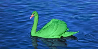 Купить картину Лебеди на воде , Сток в Украине | Фото и репродукция картины  на холсте в интернет магазине Макросвит
