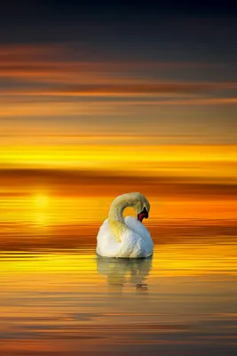 Купить картину Лебеди на воде , Сток в Украине | Фото и репродукция картины  на холсте в интернет магазине Макросвит