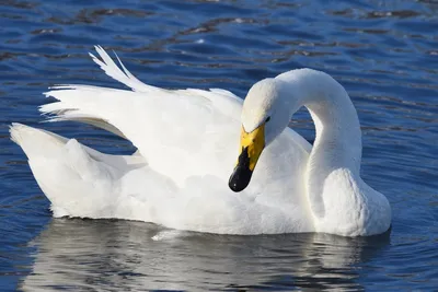 Лебеди на озере, акварель» — создано в Шедевруме