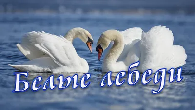 Лебеди на озере | Зайка-Незнайка